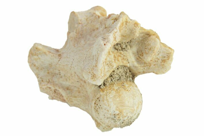 Fossil Sea Snake (Palaeophis) Vertebra - Morocco #277576